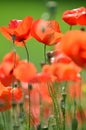 Delicate poppy seed flowers on a field