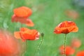 Delicate poppy seed flowers on a field