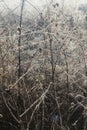 Delicate Prairie Grasses Shimmering in First Light