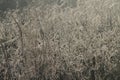 Delicate Prairie Grasses Shimmering in First Light