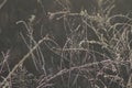 Delicate Prairie Grasses Shimmering in First Light Royalty Free Stock Photo