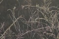 Delicate Prairie Grasses Shimmering in First Light