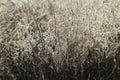 Delicate Prairie Grasses Shimmering in First Light Royalty Free Stock Photo