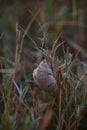 A delicate praying mantis egg case, or ootheca, is nestled among grass stalks. Royalty Free Stock Photo