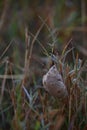 A delicate praying mantis egg case, or ootheca, is nestled among grass stalks. Royalty Free Stock Photo