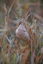 A delicate praying mantis egg case, or ootheca, is nestled among grass stalks. Royalty Free Stock Photo