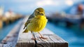 Delicate Precision: A Canary\'s Emotive Body Language On An Old Pier