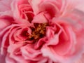 Delicate Princess Meiko rose pollens and petals as nature background