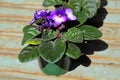 A delicate puple and white african violet plant in a pot Royalty Free Stock Photo