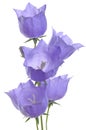 Delicate purple bell flower Royalty Free Stock Photo
