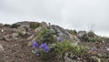 Delicate purple bluebells bloom on rocky mountain soil.