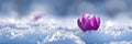 A Delicate Purple Crocus Blooms Through the Melting Snow, Heralding the Arrival of Spring Royalty Free Stock Photo