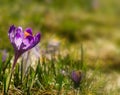 Delicate purple crocus flower blooming on spring meadow Royalty Free Stock Photo