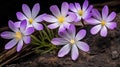 Delicate purple crocuses against a rocky texture in natural light