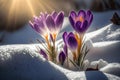delicate purple crocuses bloom in the snow, the first spring flowers, Generative AI
