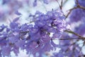 Delicate purple floral background of blooming jacaranda tree Royalty Free Stock Photo