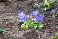 A delicate purple flower in a flower bed. The Carpathian bell Royalty Free Stock Photo