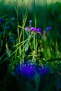 Delicate purple flower growing in grassy fields, small depth of Royalty Free Stock Photo