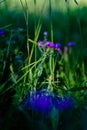 Delicate purple flower growing in grassy fields, small depth of Royalty Free Stock Photo