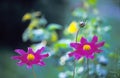 Delicate Purple Flowers