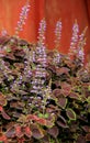 Delicate purple flowers of beautiful Coleus plants