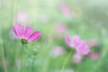 Delicate purple flowers on a blurred green background. Soft, selective focus Royalty Free Stock Photo