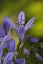 Delicate Purple flowers lily of the Nile Agapanthus Green backgound.