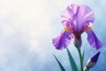 A delicate purple iris flower in bloom against a soft blue sky background. Generative AI Royalty Free Stock Photo