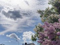 Delicate purple lilac blooms background in the park. Flowers at sky background. Royalty Free Stock Photo