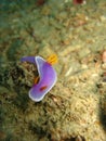 Delicate, purple nudibranch Royalty Free Stock Photo