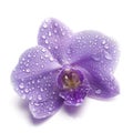 Delicate Purple Orchid with Water Droplets Isolated on White Background Royalty Free Stock Photo