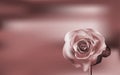 Delicate purple Rose on a blurred background