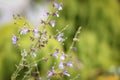 Delicate purple salvia flower growing in cottage garden Royalty Free Stock Photo