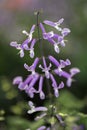 The delicate purple spurflower