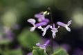 The delicate purple spurflower