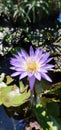 Delicate purple water lily floating atop a tranquil body of water