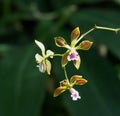 Purple, White Brown Orchid In Bloom