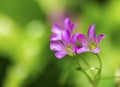 Delicate Purple Wildflowers