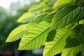 Delicate Queens tree leaves, soft focus, forming elliptical, spear shaped patterns