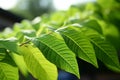 Delicate Queens tree leaves, soft focus, forming elliptical, spear shaped patterns