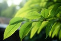 Delicate Queens tree leaves, soft focus, forming elliptical, spear shaped patterns