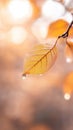 delicate raindrop on single leaf, glowing in soft autumn light Royalty Free Stock Photo