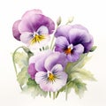 Delicate Realism Watercolor Pansies Illustration In Light Violet And Red