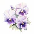 Delicate Realism: Watercolor Pansy Flowers On White Paloma Background Royalty Free Stock Photo