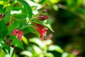 Delicate red flowers and buds of beginning of Weigela Bristol Ruby blossom. Selective focus and close-up beautiful bright flowers