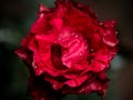 Delicate Red Intrusion rose petals as nature background