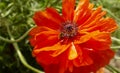 Delicate red poppy flower. Picturesque May contrasts. Create a mood. Poppies bloom in the garden. Blossoming bright red poppy, Royalty Free Stock Photo