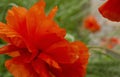 Delicate red poppy flower. Picturesque May contrasts. Create a mood. Poppies bloom in the garden. Blossoming bright red poppy, Royalty Free Stock Photo