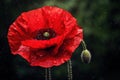 Delicate Red poppy flower. Generate Ai Royalty Free Stock Photo