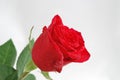 Delicate red rose Royalty Free Stock Photo